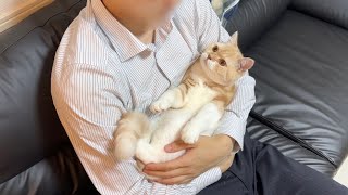 出張から帰ってきた飼い主と２週間ぶりに再会した猫がこうなっちゃいました…【もちまる日記】