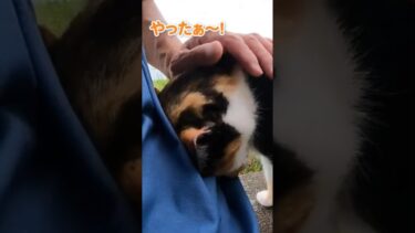 撫でてほしくて隣に移動してくる猫が可愛い #shorts【感動猫動画】