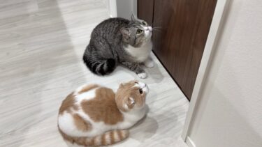 隣の部屋でむぎが鳴き始めたら猫たちがまさかのこうなっちゃいました…【もちまる日記】