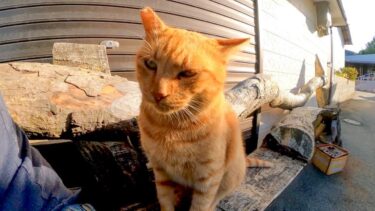 猫島の港付近にいた猫、ベンチに座ると隣に座ってきてカワイイ【感動猫動画】