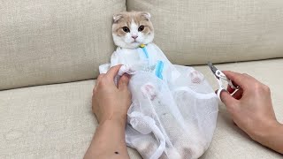 爪切りで大暴れする猫を初めて洗濯ネットに入れてみたらこうなっちゃいましたw【もちまる日記】