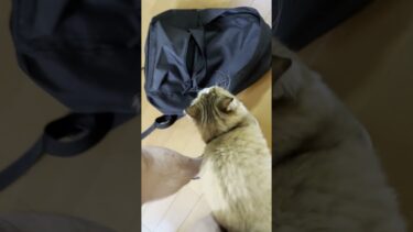 「おはよう」から「ごはん」の挨拶をする猫【ひのき猫】