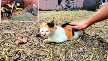 ２年ぶりに飲み屋街の高齢でオスの三毛猫に会って来たら元気そうだった🍶【CuteWoo】