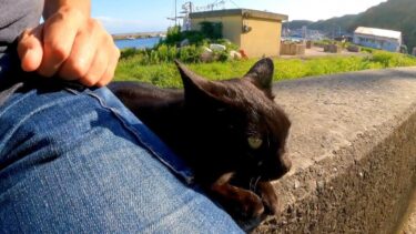 猫島の猫は防波堤に座ると隣に座ってきてカワイイ【感動猫動画】