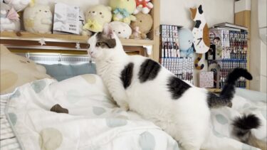 なかなか起きてこない娘の上に乗って起こす猫【ひのき猫】
