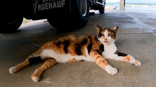 三毛猫がトラックの下から何か話し掛けてきた【感動猫動画】