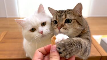 １年ぶりに「手作りジャーキー」を作ったら大変なことになった…笑【ポムさんとしまちゃん / ねこべや】