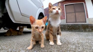 車の下にいた子猫を撮っていたら母猫がやってきてその後お婆ちゃん猫もやってきた【感動猫動画】