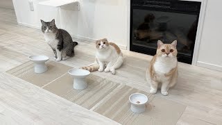 ごはんの時間に遅れたらお皿の前で猫たちがこうなってました…【もちまる日記】