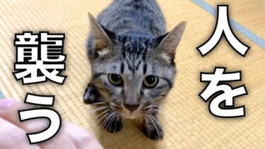 保護した猫が俺の顔面に飛びかかって襲ってきた…【てん動画】