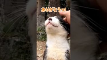 幸せそうな顔がかわいい猫 #shorts【感動猫動画】
