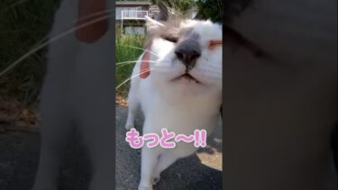 エアーニャンで伝えてくる猫が可愛い【感動猫動画】