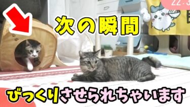 すぐびっくりしちゃう猫☆弟猫に何度も驚かされるお兄ちゃん猫ガーちゃん飛び跳ねまくり【リキちゃんねる　猫動画】 キジトラ 猫のいる暮らし