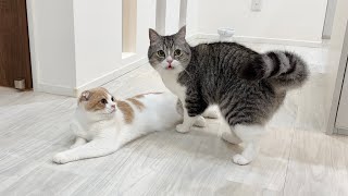 うんち直後の弟のおしりが臭すぎて猫がこうなっちゃいましたwww【もちまる日記】