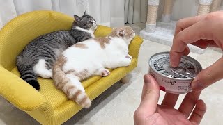 名前を呼んでも無視する猫たちの背後でで猫缶を開けたらこうなりましたwww【もちまる日記】