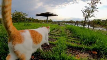 公園の猫と池の側の東屋に行く【感動猫動画】