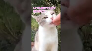 「いつものお礼にゃ♪」#shorts【感動猫動画】