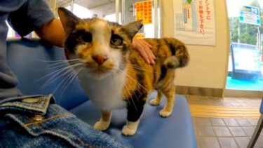 フェリー乗り場待合室にいると猫がモフられにきた【感動猫動画】