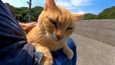猫島でベンチに座ると猫が膝の上に乗ってきた【感動猫動画】
