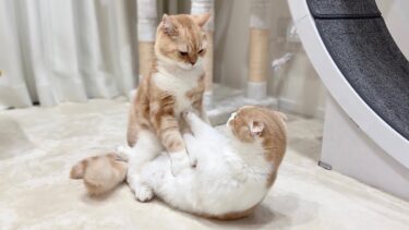 生まれて初めて猫たちが本気で兄弟喧嘩したら大変なことになりました…【もちまる日記】