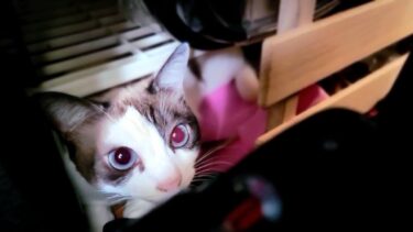 お客さんが来宅して地下室へ逃げた猫を呼びに行ったら更に潜り込まれた😙【CuteWoo】