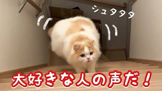 久しぶりの友達の声に大喜びな猫が本気だして可愛かったw【猫のレモンちゃんねる】