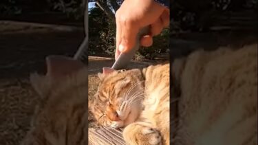 気持ち良すぎて……【感動猫動画】