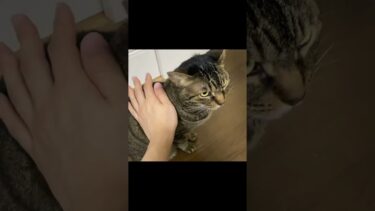 凶暴猫のお尻を触った結果… #猫【てん動画】