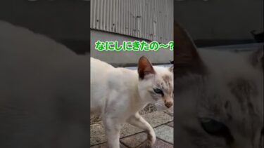 道を歩いてたら可愛い子にナンパされた #shorts【感動猫動画】