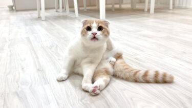 生まれて初めてお尻の穴を嗅いだら臭すぎた子猫がこうなっちゃいましたwww【もちまる日記】