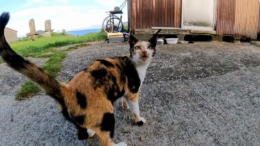 猫島で出会った三毛猫がかわい過ぎる【感動猫動画】