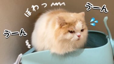 愛猫が便秘になりウンウン唸っているので緊急対策しました！【猫のレモンちゃんねる】