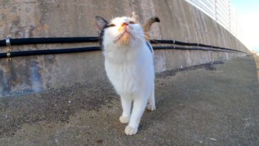 漁港を散歩するとハートマークの三毛猫がモフられにきた(他2本)【感動猫動画】