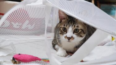 洗濯かごに入るといつもより興奮しちゃう猫☆ひとり遊びする姿が可愛いゴマちゃん【リキちゃんねる　猫動画】 キジトラ 猫のいる暮らし