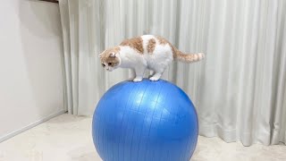 初めて猫がバランスボールに乗った反応がかわいすぎましたwww【もちまる日記】