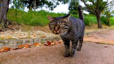 公園の猫と散歩するとずっと喋りっぱなしだった(他2本)【感動猫動画】