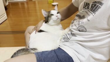 お父さんが喜ぶと思って膝の上に乗ってあげる猫【ひのき猫】