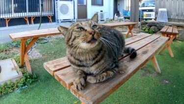 誰もいない猫島の屋台に座っていた猫を撫でる【感動猫動画】