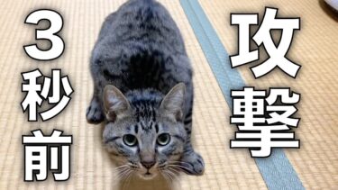 マジで飼い主を襲う3秒前…【てん動画】