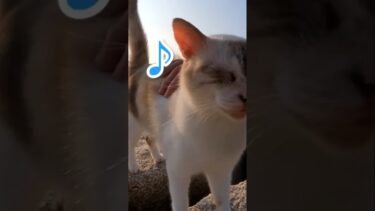 撫で続けないと文句を言う猫が可愛すぎる#shorts【感動猫動画】