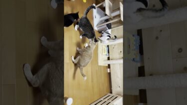 究極の八つ当たり【ひのき猫】