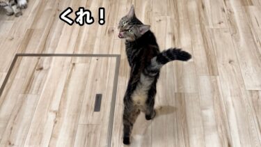 ご飯をおねだりする時は往復スリスリが止まらなくなる猫【ちょりちゃみチャンネル】