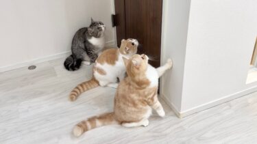 初めて兄弟3匹でお留守番したら猫たちがこうなってました…【もちまる日記】