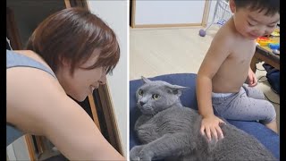 【激レア】子供嫌いの灰色猫、三男のなでなでを許す【kokesukepapa】