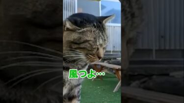 風に吹かれても猫は可愛い…#shorts【感動猫動画】