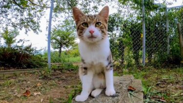 公園のよく喋る猫ちゃん何か話し掛けてきた【感動猫動画】