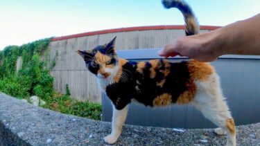 撫でられて思わず声を出す三毛猫【感動猫動画】