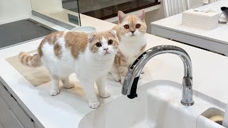 イタズラしてるのが見つかって怒られたときの猫たちの反応がかわいすぎたw【もちまる日記】