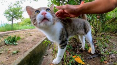 公園のよく喋る猫ちゃんがモフられにきた【感動猫動画】