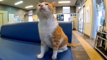 曇り時々雨の夕方のフェリー乗り場、雨宿りする猫達と戯れる【感動猫動画】